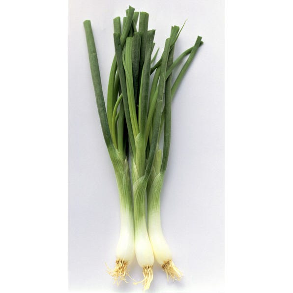 Cebette Botte