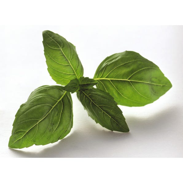 Basilic